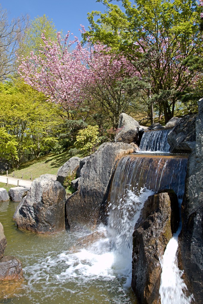 japanse tuin belgie hasselt koivissen gele Iris ensata koi Cyprinus carpio lente bloesem kersenbloesem voorjaar